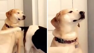 Dog's tail repeatedly hits other dog in the face