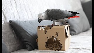 Playful parrot totally decimates cardboard box