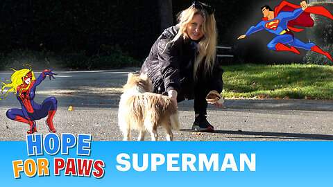 The smartest homeless dog evades us. Loreta used Spider-woman's superpower to save Superman! 🕸️🦸‍♂️