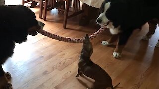 Tiny puppy wins tug-of-war against giant Bernese Mountain dogs