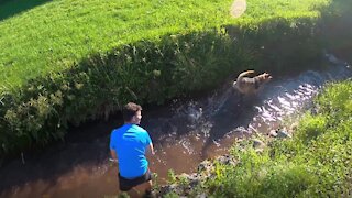 Amazing dog training