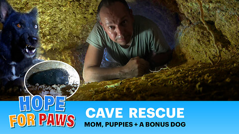 CAVE rescue with lots of puppies, and a bonus dog who read my mind!!! #puppy