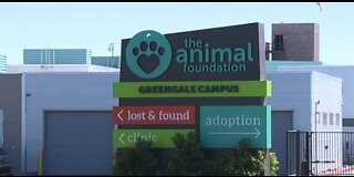 Animal Foundation employees walk out in protest of shelter conditions