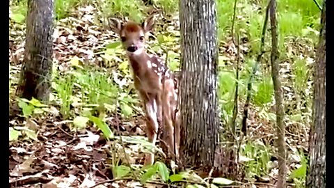 Precious baby deer gets curious about people