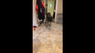Confused mastiff afraid to walk on laminate floor