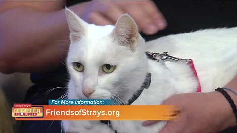 Friends of Strays | Morning Blend