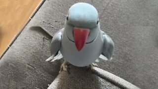 Parrot throws tantrum when owner says she's leaving