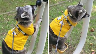 Pet raccoon uses fitness machine at the park