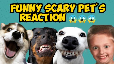 Funny scary pet's Reaction 😱😂 || Animal studio 01