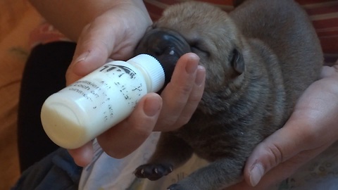 Bottle Feeding Shar Pei Puppies