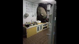 Friendly Elephant Comes Inside The Kitchen