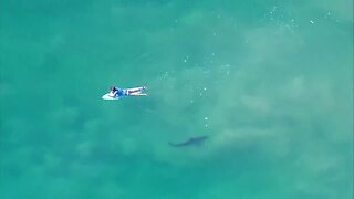 Surfers encounter sharks off La Jolla coast