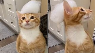 Cat Is Bewildered By Bath Bubbles On Its Head