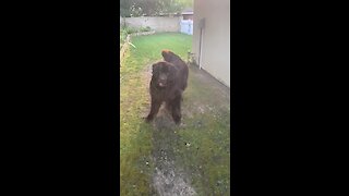 This Newfie can't contain his excitement for a game of fetch
