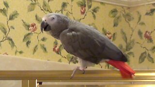 Sassy parrot tells his owner to be quiet