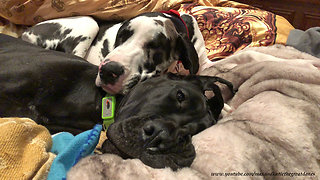 Great Dane and puppy best friend snuggle together