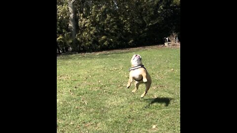 Bulldog gets an excellent workout chasing after a drone