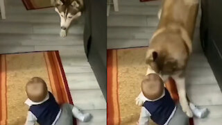 Siberian Husky and Baby Playing Together