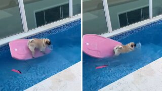 Pug tries to surf in pool, adorably falls into water