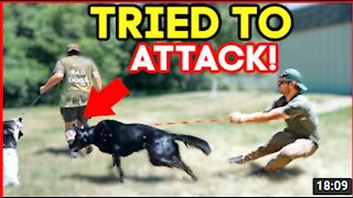 EXTREMELY LEASH AGGRESSIVE GERMAN SHEPHERD ATTACKs DOGs!..HOLY CRAP!🏴‍☠️