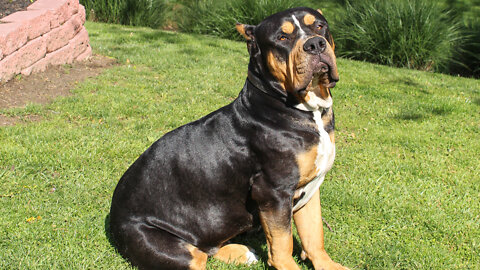 Our 170lb Black Tri-Colour Bully Is 'The World's Biggest' | BIG DOGZ