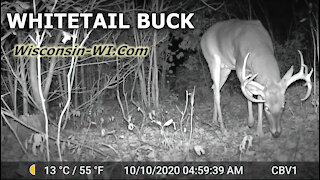 Large Wisconsin 13 Point Whitetail Buck Full Video Night Trail Camera - Landman Realty LLC