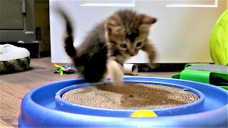 Rescued kittens have a blast on their first night at their sanctuary