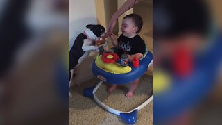 Baby Loves Getting Kisses from Dog