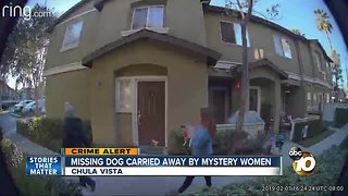Missing dog carried away by mystery women
