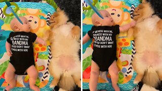 Pomeranian puppy loves to hang out with baby best friend