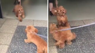 Puppy on a leash literally can't contain excitement for friend