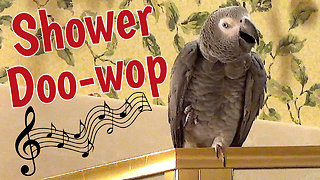 Parrot performs 'Doo-Wop' song in the shower