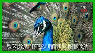 5 Most Beautiful Birds