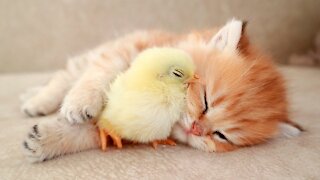 Kitten sleeps sweetly with the Chicken
