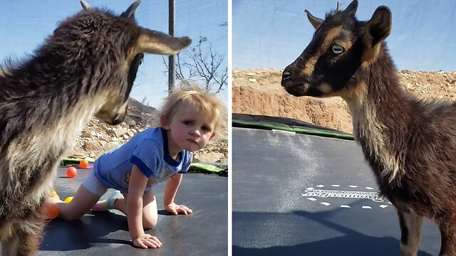 Baby goat joins toddler for trampoline fun