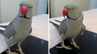 Smooth parrot knows how to sweet talk the ladies