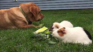 Confused dog thinks he’s a big guinea pig