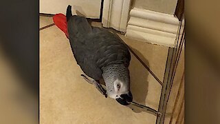 Watch this parrot totally imitate a door stopper