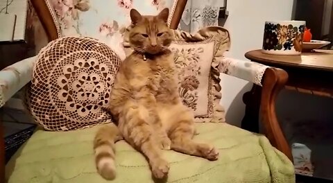 It's Amazing How This Cat Sits