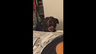 Singing doggy howls to owner's harmonica