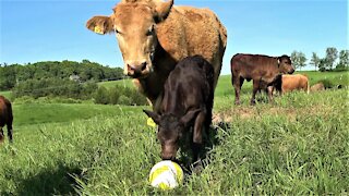 Young calf is very curious about a new ball in her meadow