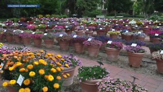 CSU wants your help judging flowers