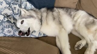 Stubborn husky receives bad news, proceeds to throws tantrum