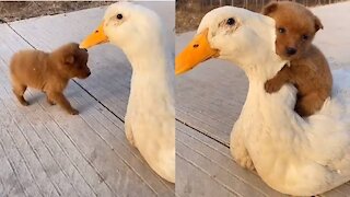 Adorable Puppy Loves Its Duck Buddy and they play