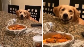 Adorable puppy literally smiles for tasty chicken wings