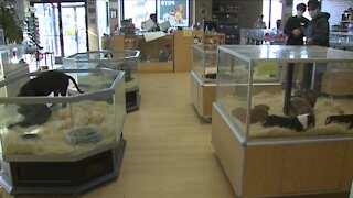 New bill would prevent new stores from selling dogs, cats