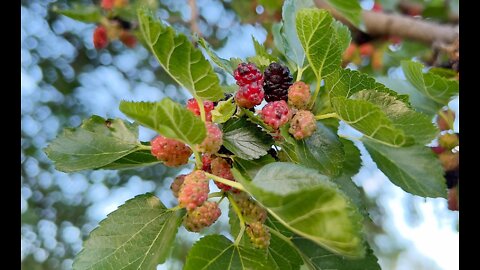 God, Photography and Mulberries