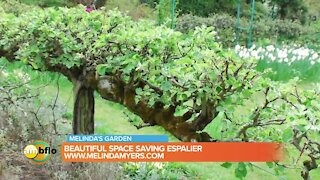 Melinda’s Garden Moment - Beautiful space saving espalier