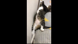 Adorable Sleeping Position of Baby Cat