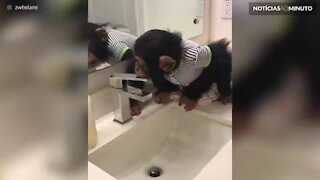 Chimpanzé aprende a beber água da torneira